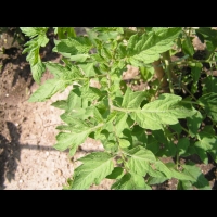 Solanacees - Solanum lycopersicum - Tomate (02)